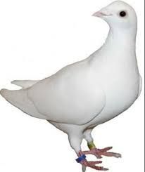 White racing pigeons