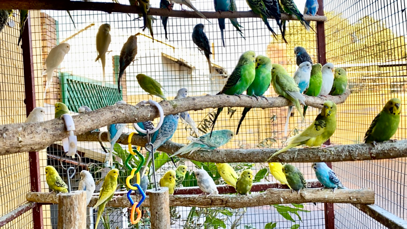 Beautiful Budgies for sale