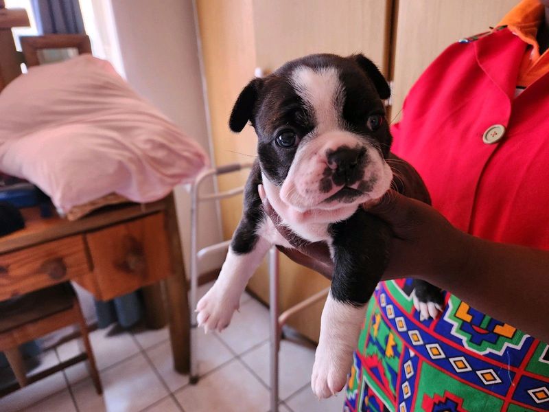 Boston Terrier Puppies