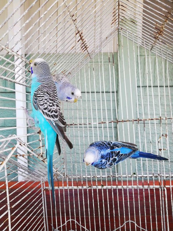 Mature Female budgies