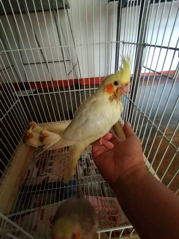 Tame cockatiels available