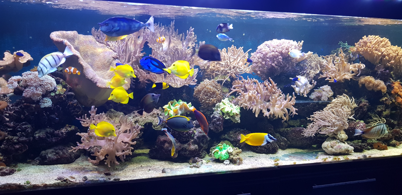 Marine Aquarium or Fish Tank Maintenance