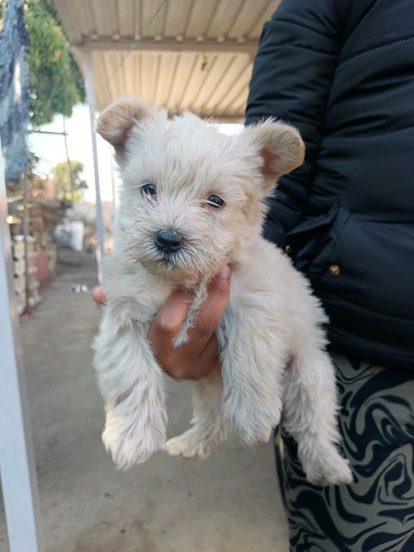 Yorkshire terrier pups in Phoenix