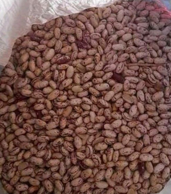 Wholesale Sugar beans