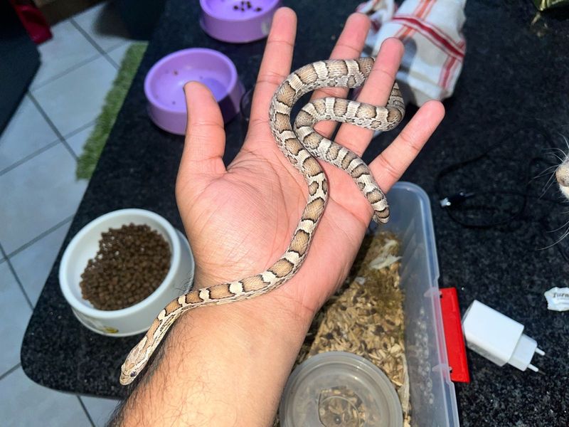 Corn snake pairs