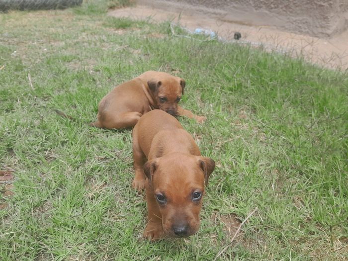 Rhodesian ridgeback puppies Vredendal Gumtree South Africa