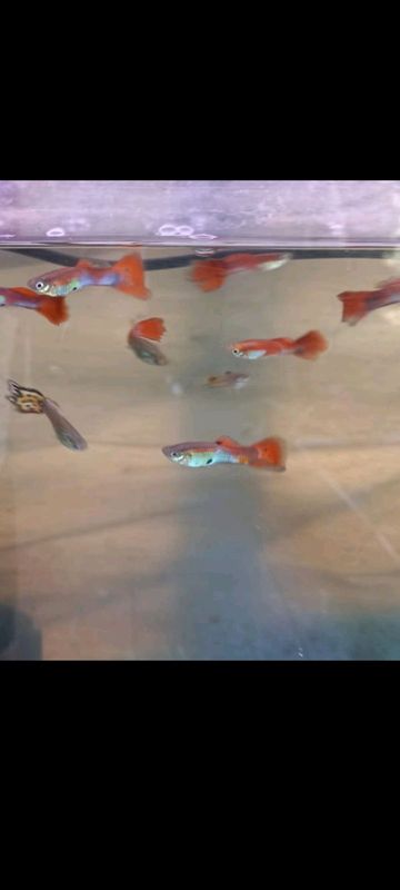 STUNNING COLOURFUL GUPPY FISH R10 EACH