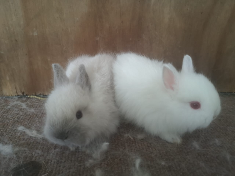 Jersey Wooly Rabbits