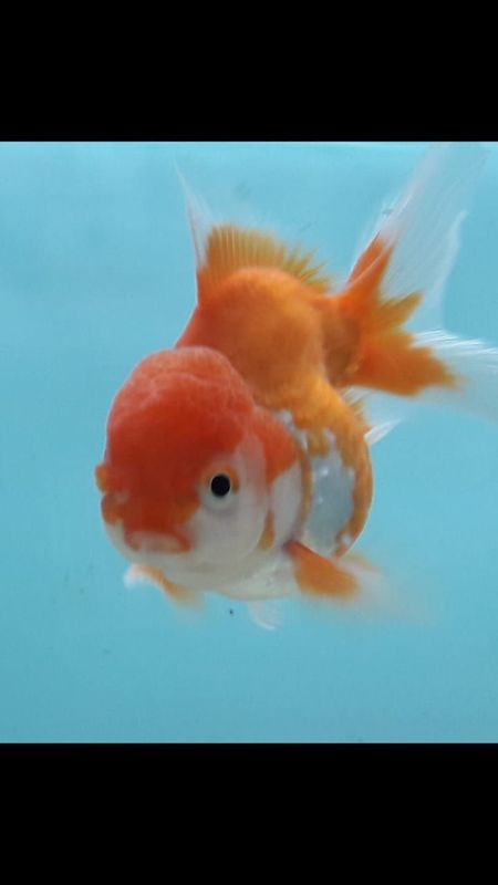 Goldfish.  Oranda