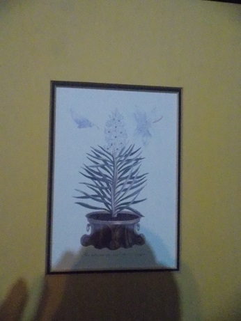 Lovely Botanical Print from Italy