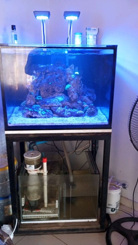 Marine fish tank