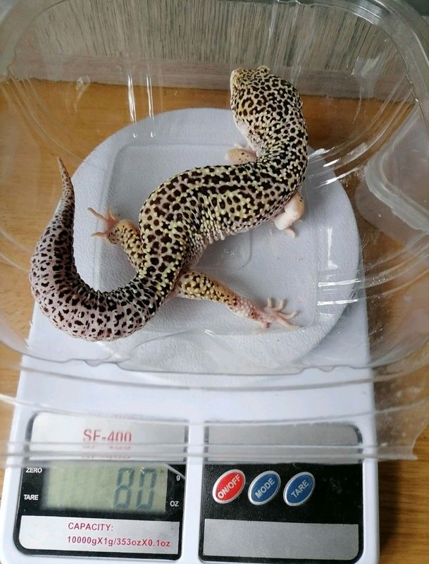 Leopard Geckos