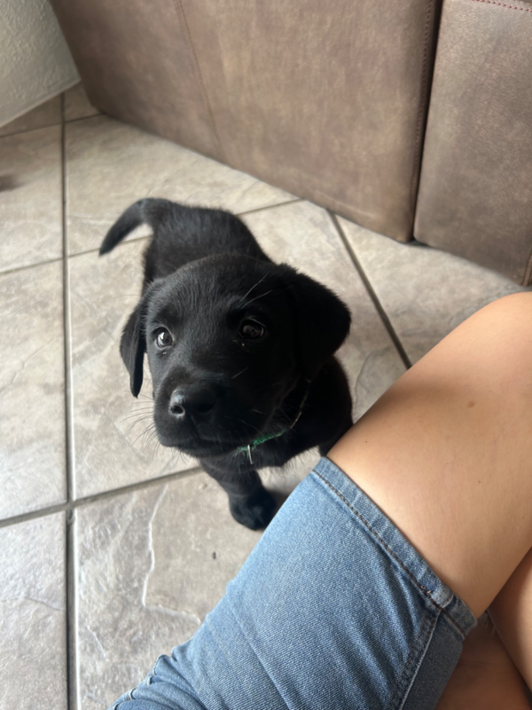 Labrador Puppy