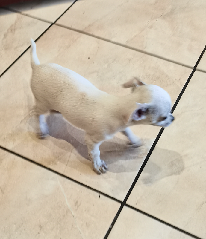 Male Chihuahua Puppy | 10 Weeks Old | Vaccinated | Randburg | Gumtree ...