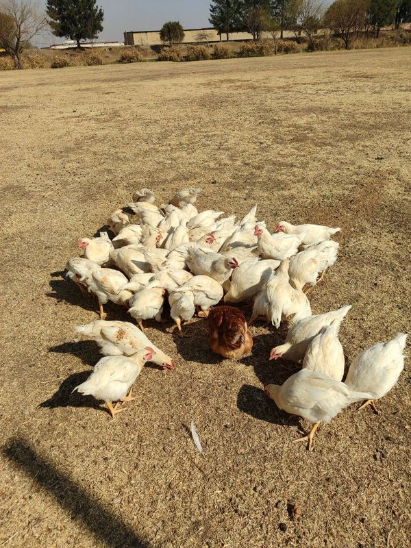 Hyline chickens for sale