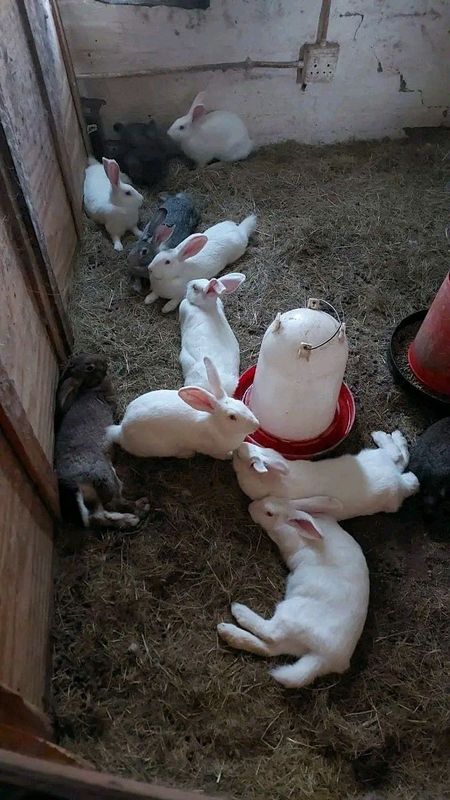 Giant New Zealand White Rabbits For Sale