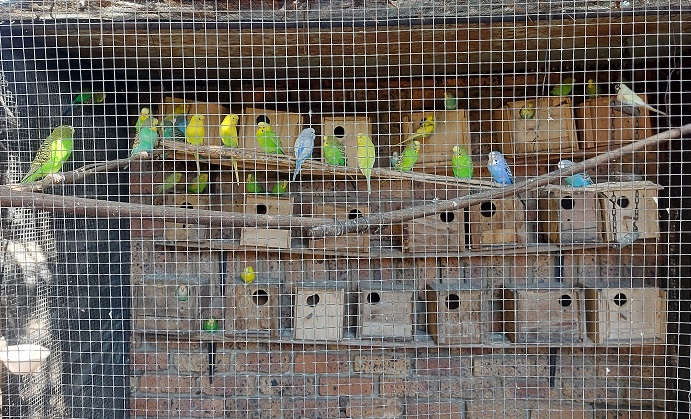 Budgies and Breeding boxes