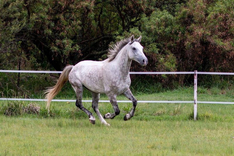 Magnificent gelding - perfect junior horse