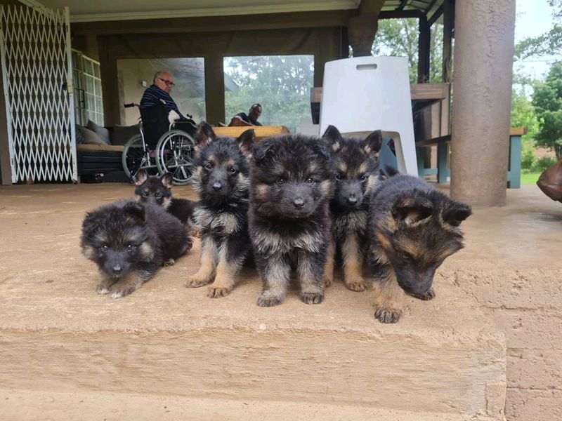 German shepherd puppies