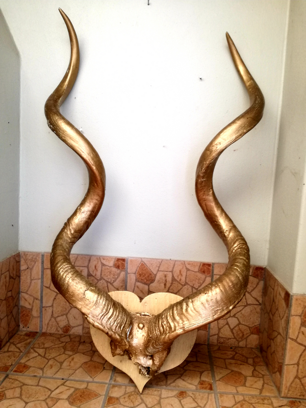 Champion Kudu horns