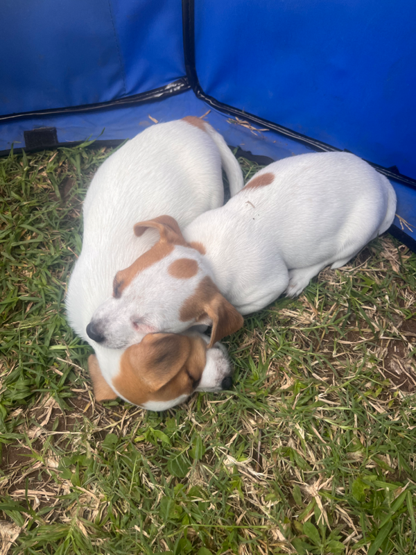 Thoroughbred Jack Russell pups