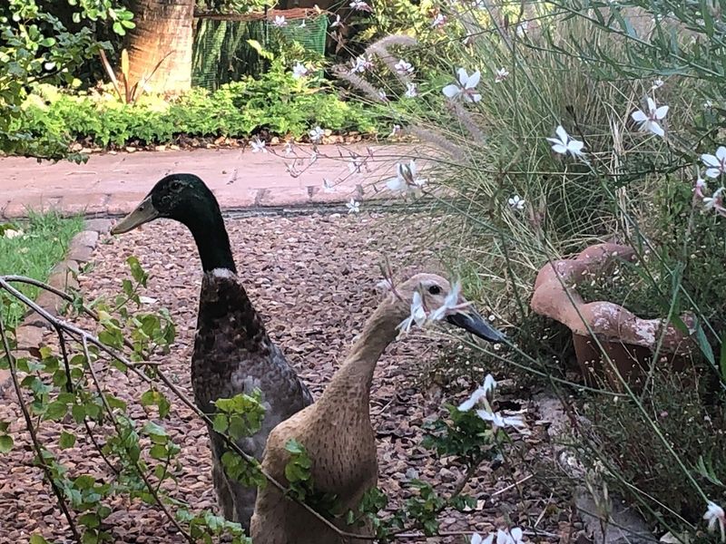 Indian Runner Ducks