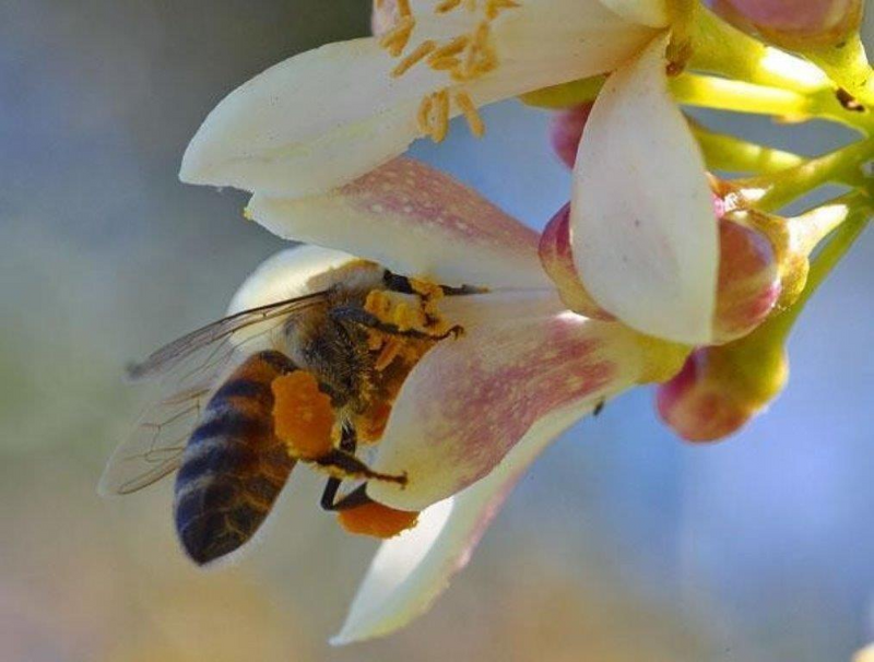 Honeybees Translocation WASPS HORNETS and BATS translocation