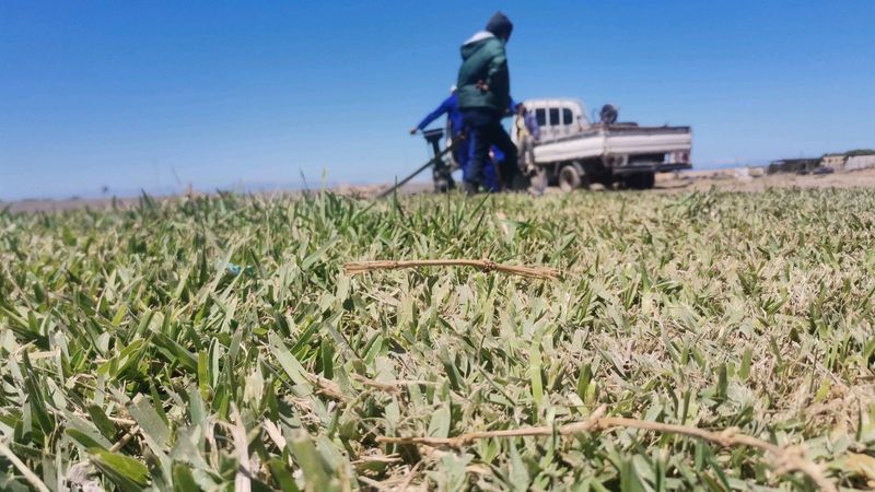 We supply kikuyu grass//LM Berea (shade)//Buffalo grass instant roll on lawn