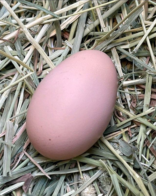 Black Australorp Fertile Eggs