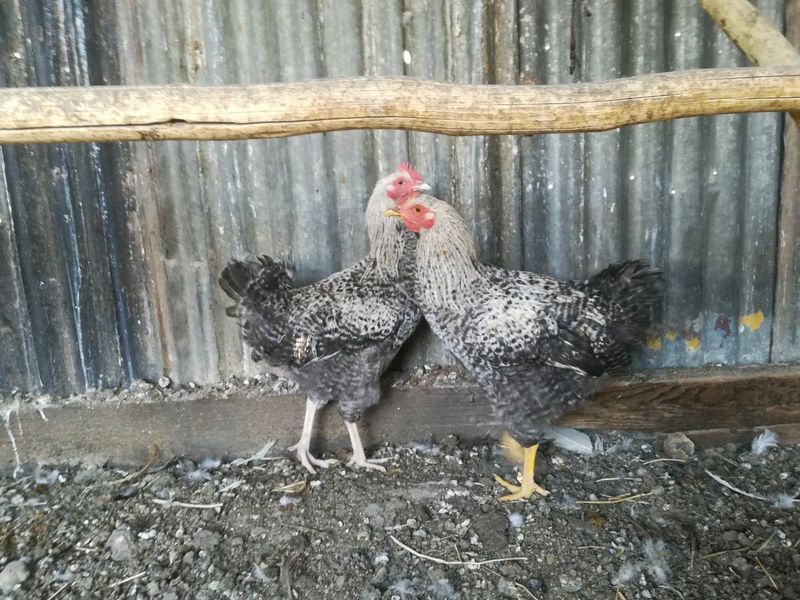 Mixed breed chickens