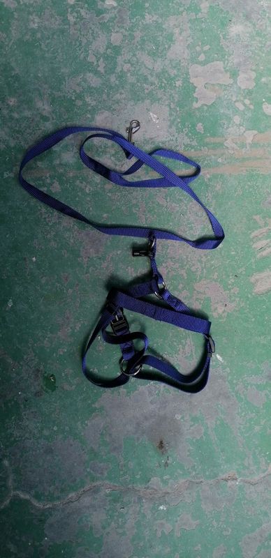 Dog harness and leash (for small dogs)