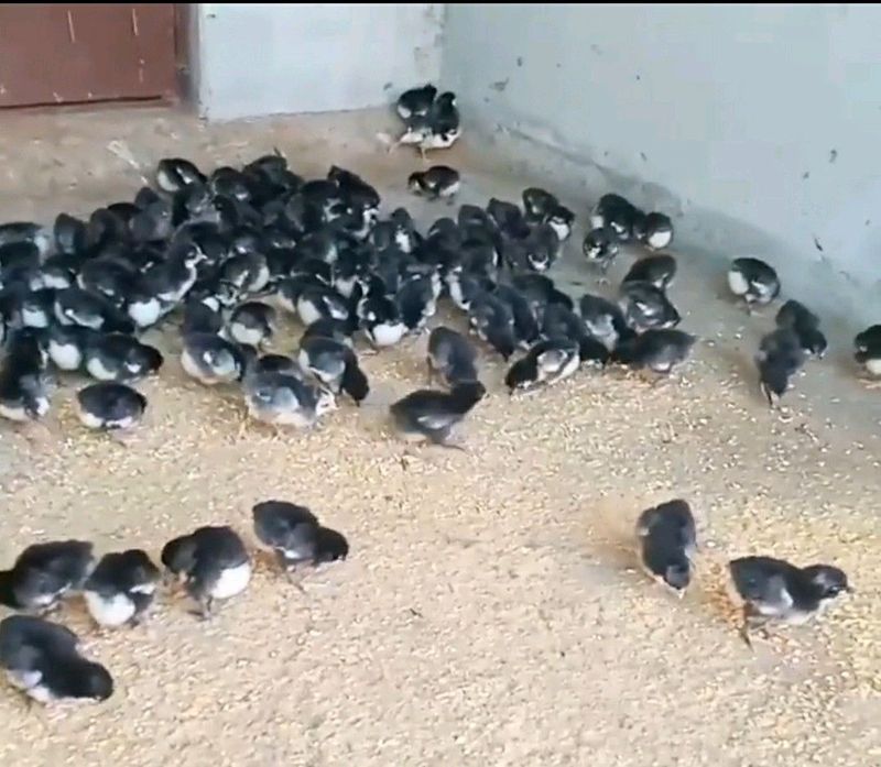 Black Australorp Chicks For Sale
