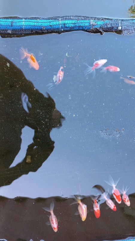 Various fantail goldfish &#43;-5cm