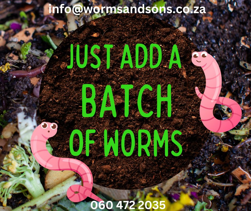 Red Wiggler Earthworms For Sale