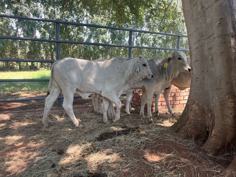 White Brahman heifers for sale