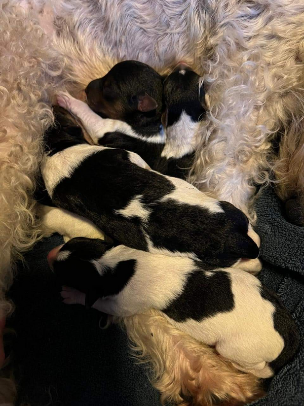 Wired-haired Fox terrier pups