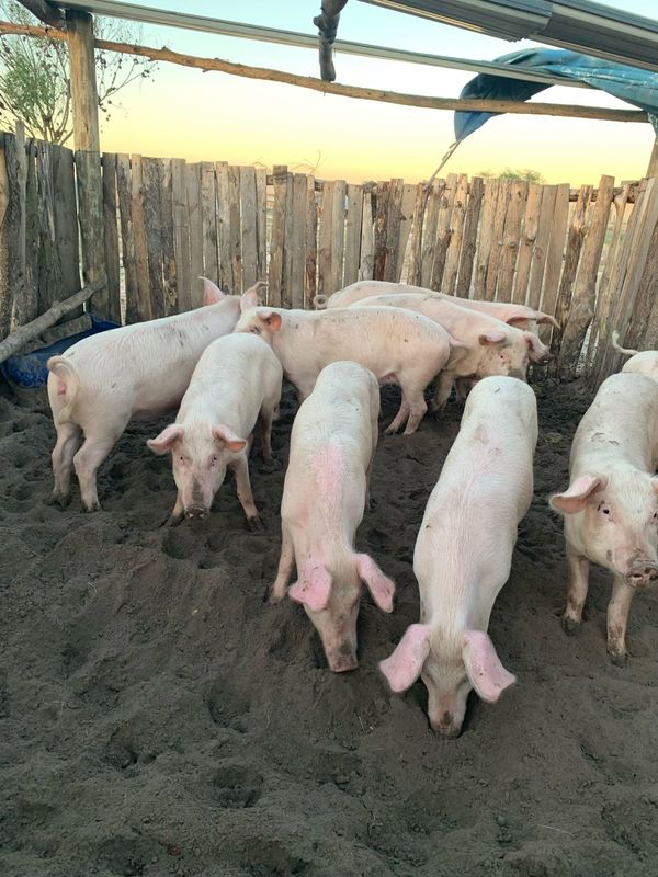 Pigs for sale 5 months old .Western Cape Malmesbury call 0615666111/0836870384