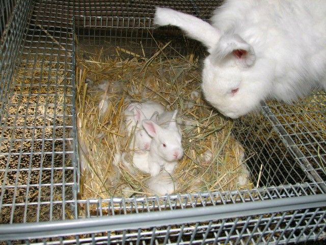 Pure Rabbit Breeds For Sale