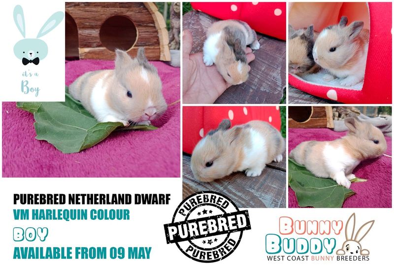 Netherland Dwarf Rabbits by Registered Breeder