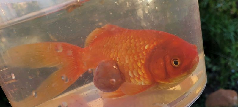 Goldfish with cyst