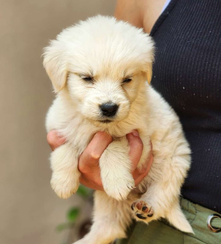 Golden Retriever pups