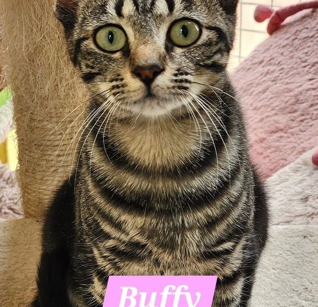 Buffy: cat up for adoption