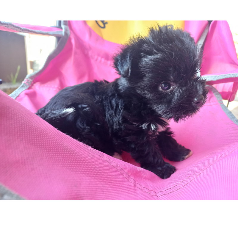 Exotic Yorkshire terrier puppy for sale