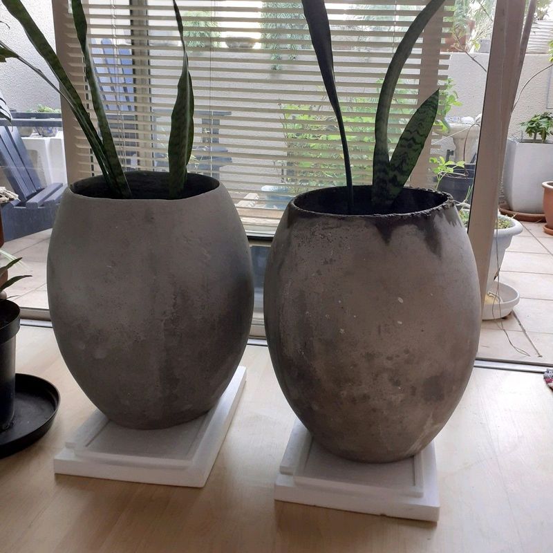 Snakeplants and Outdoor Cement Plant Pots 50 cm high