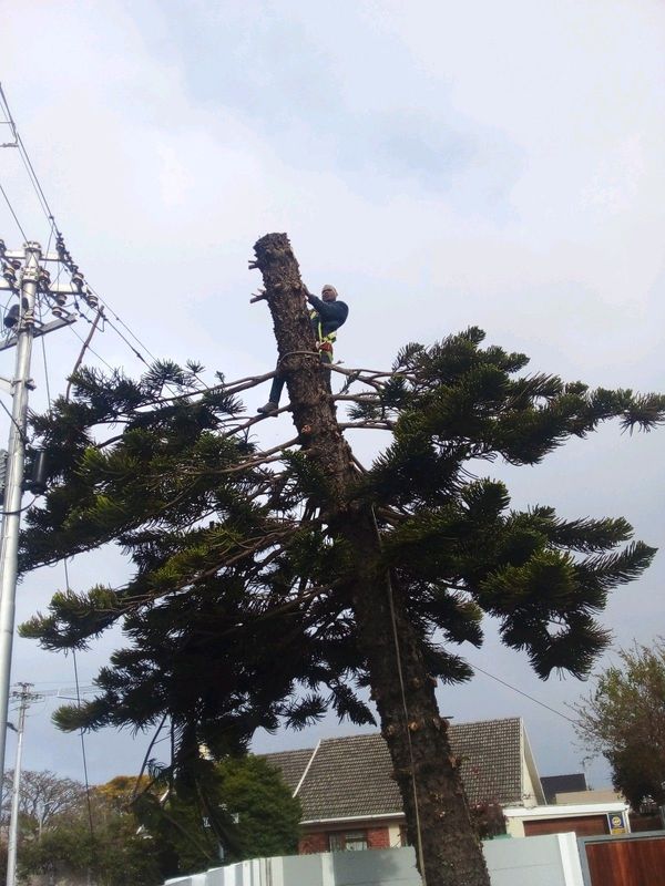 TOP CUT TREE FELLING AND STUMP REMOVALS