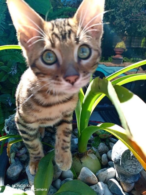 Bengal kittens