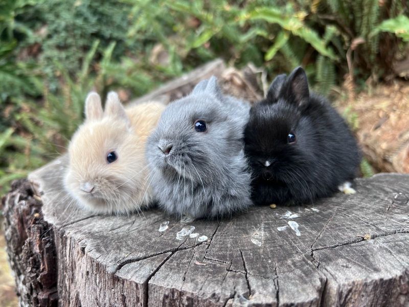 Purebred netherland dwarfs