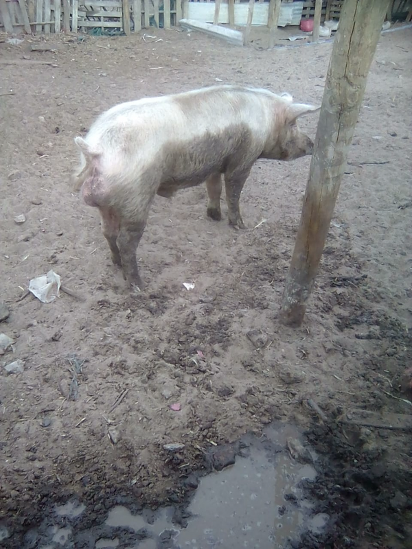 Male pig