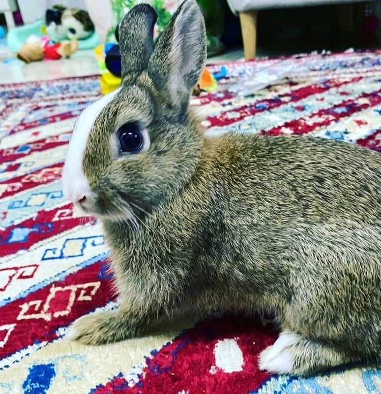 Beautiful Baby Bunnies For Sale