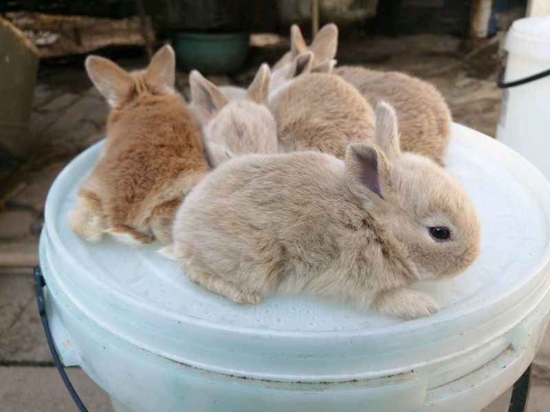 Beautiful Baby Bunnies For Sale